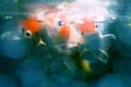 Red cap oranda goldfish, pet, animals, fish