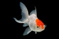 Red Cap Oranda Goldfish Isolated Royalty Free Stock Photo