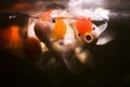 Red cap oranda goldfish, animals, pet fish Royalty Free Stock Photo