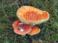 Red Cap Toadstools Royalty Free Stock Photo