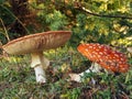 Red Cap Toadstools Royalty Free Stock Photo