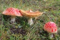 Red Cap Toadstools Royalty Free Stock Photo