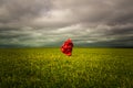 Red Cape mystical figure in the fields of green.