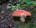 Amanita mushroom in the woods Royalty Free Stock Photo