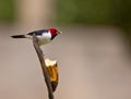 The Red-capped Cardinal Royalty Free Stock Photo