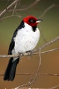 Red-Capped Cardinal Royalty Free Stock Photo