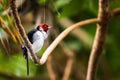 Red-capped cardinal