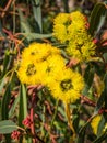 Red-Capped Gum Flowers Royalty Free Stock Photo