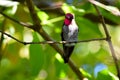 Red Capped Anna`s Hummingbird 07
