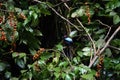 Red Capped Manakin bird at the Gilpin Trace Trail in Main Ridge reserve of Tobago