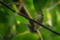 Red-capped manakin - Ceratopipra mentalis bird in the Pipridae family