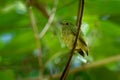 Red-capped manakin - Ceratopipra mentalis bird in the Pipridae family. It is found in Belize, Colombia, Costa Rica, Ecuador,