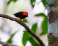 Red-capped Manakin