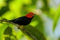 Red-capped manakin is a species of bird in the family Pipridae