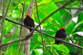 Red Capped Manakin, Costa Rica