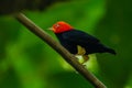 Red-capped Manakin, Pipra mentalis, rare bizar bird, Nelize, Central America.