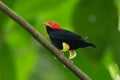 Red-capped Manakin, Pipra mentalis, rare bizar bird, Nelize, Central America.