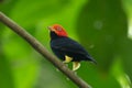 Red-capped Manakin, Pipra mentalis, rare bizar bird, Nelize, Central America.