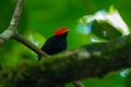 Red-capped Manakin, Pipra mentalis, rare bizar bird, Nelize, Central America.