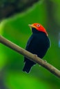 Red-capped Manakin, Pipra mentalis, rare bizar bird, Nelize, Central America.