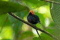 Red-capped Manakin, Pipra mentalis, rare bizar bird, Nelize, Central America.