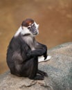 Red-capped Mangabey Royalty Free Stock Photo