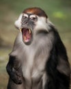 Red-capped Mangabey Royalty Free Stock Photo