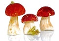 Red capped mushrooms Royalty Free Stock Photo