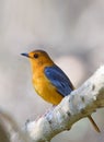 Red-capped Robin-chat against blurred natural background Royalty Free Stock Photo