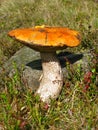 Red-capped scaber stalk in grass Royalty Free Stock Photo