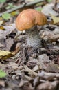 Red-capped scaber stalk Royalty Free Stock Photo