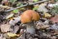 Red-capped scaber stalk Royalty Free Stock Photo