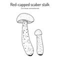 Red-capped scaber stalk Leccinum scabrum , edible mushroom