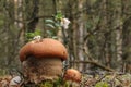 Red-capped scaber stalk mushroom (Leccinum aurantiacum) Royalty Free Stock Photo