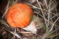 red-capped scaber stalk