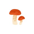 Red-capped scaber stalk mushrooms. Edible fall big and small fungi composition. Autumn forest fungus. Colored flat