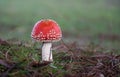 A Red Capped Toadstool - Fly Agaric Royalty Free Stock Photo