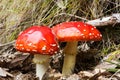 Red capped toadstools Royalty Free Stock Photo