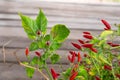 Red Capsicum annuum or Chilli Padi with green leaf Royalty Free Stock Photo