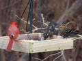 A red Cardenal at a bird feeder with sparrows. Royalty Free Stock Photo