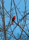 Red cardinal  against blue sky Royalty Free Stock Photo