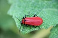 Red Cardinal Beetle On Green Leaf