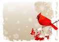 Red Cardinal bird background Royalty Free Stock Photo