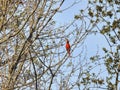 Red Cardinal Bird on a Branch: A male Northern Cardinal bird perched on a tree branch Royalty Free Stock Photo