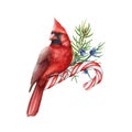 Red cardinal bird with Christmas treats, pine branch. Watercolor illustration. Hand drawn festive winter decoration with Royalty Free Stock Photo