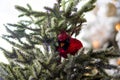 Red cardinal bird decoration on an evergreen under the lights with a blurry background Royalty Free Stock Photo