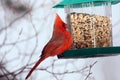 Red Cardinal at bird feeder Royalty Free Stock Photo