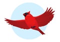 Red Cardinal bird flying in sky. Vector illustration Royalty Free Stock Photo