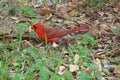Red cardinal bird on grass background, closeup Royalty Free Stock Photo