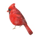 Red cardinal bird illustration. Hand drawn watercolor beautiful red bird. North America native wildlife forest avian